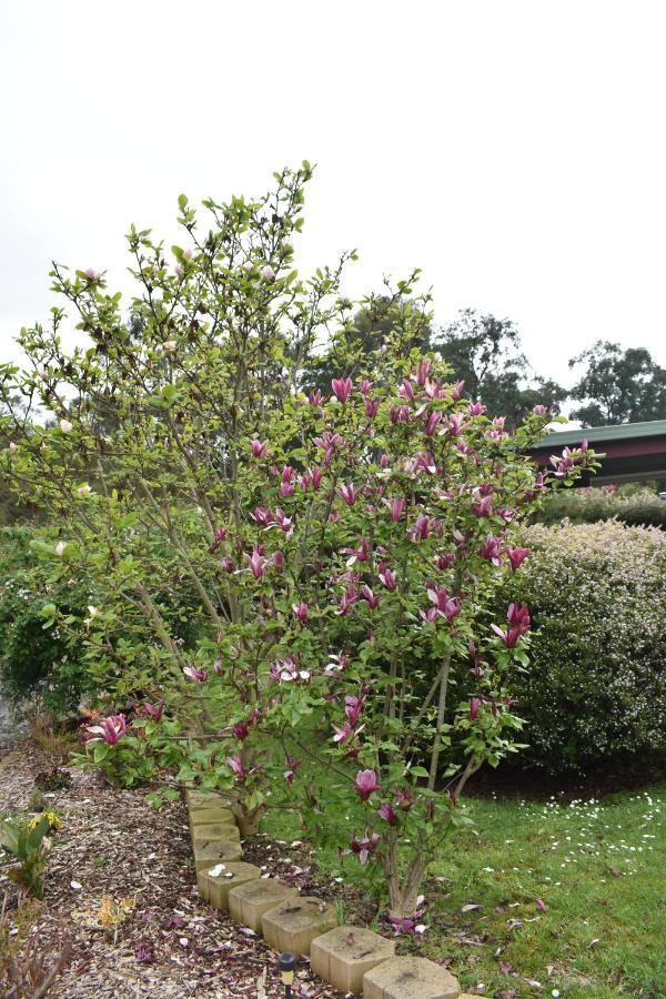 Sanctuary House Resort Motel Healesville Exterior photo